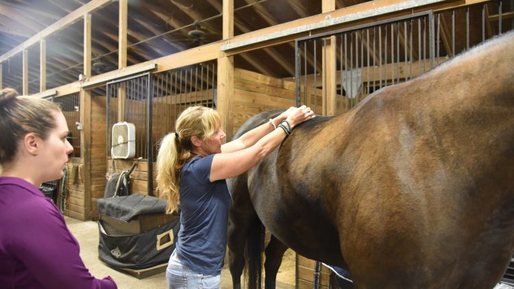 Animal Wellness World Acupuncture