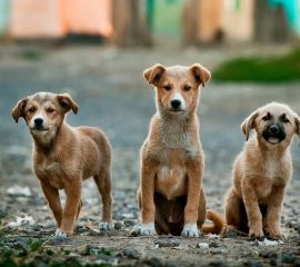 Can a Pet Get You Sick?