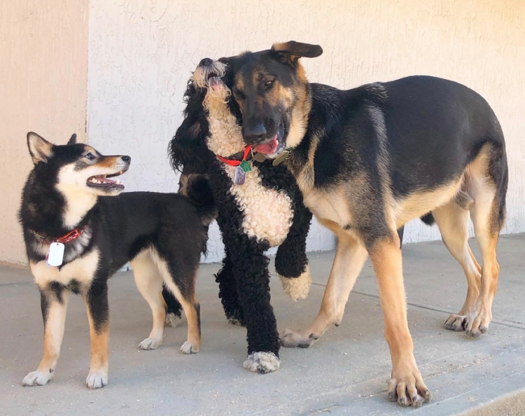 Doggy Daycare Back Open!