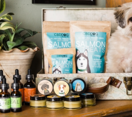 Is CBD for Dogs, Cats and Horses Safe?