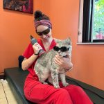 Cat with glasses on lap of vet.