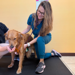 Vet using at stethoscope on a dog