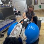 Dog being helped on a ball