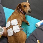 Cute dog with monitoring devices on