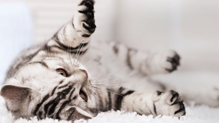 What Your Cat Breed Says About You