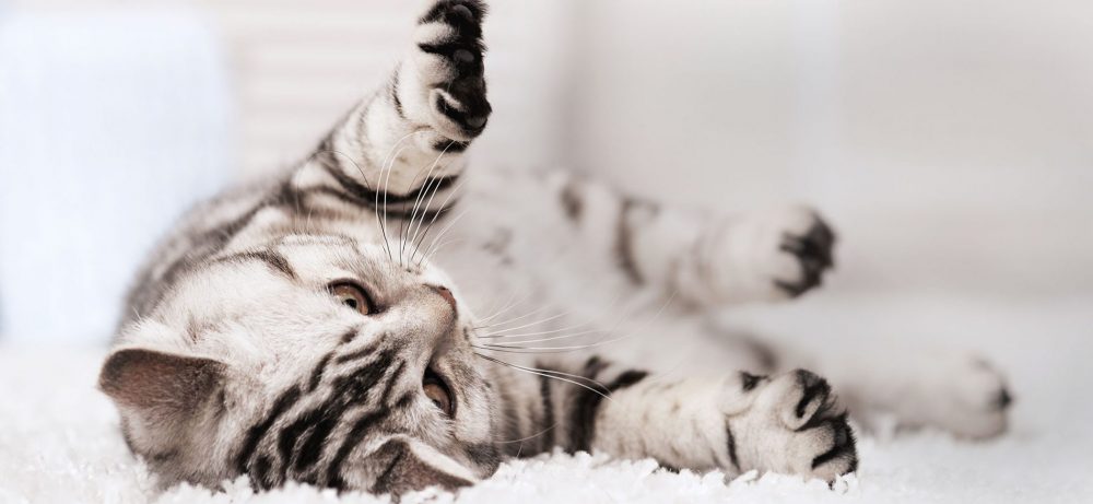 What Your Cat Breed Says About You